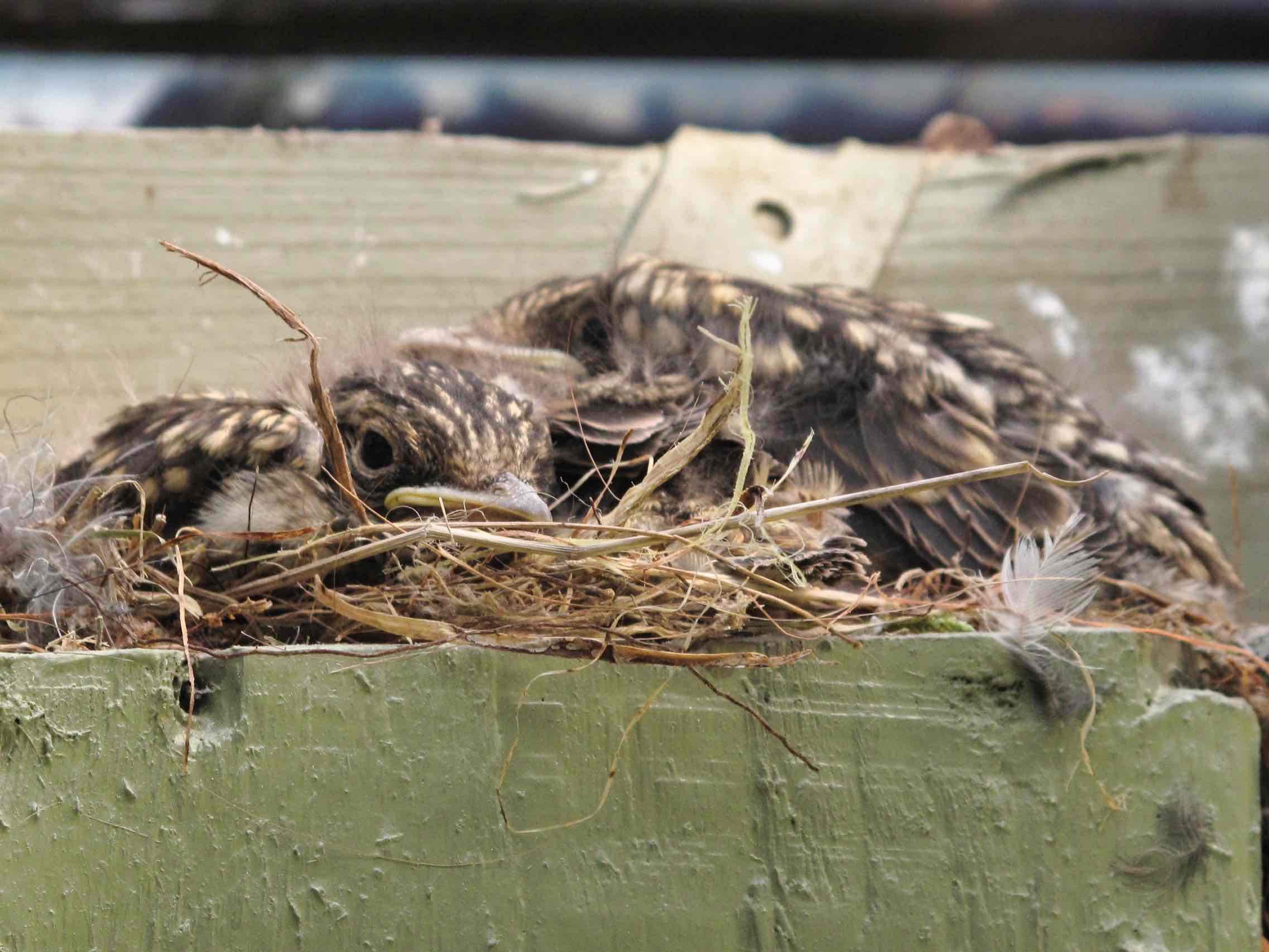 Fuglerede ved carporten